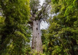 Lais Puzzle - Tane Mahuta, der Herr des Waldes: der größte Kauri-Baum im Waipoua Kauri Forest, Neuseeland - 1.000 Teile