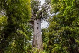 Lais Puzzle - Tane Mahuta, der Herr des Waldes: der größte Kauri-Baum im Waipoua Kauri Forest, Neuseeland - 2.000 Teile