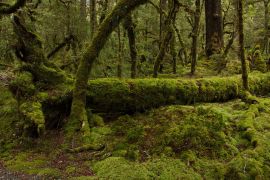 Lais Puzzle - Lake Gunn Nature Walk im Fiordland National Park in Southland auf der Südinsel Neuseelands - 2.000 Teile