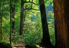 Lais Puzzle - Morgensonne, die durch die Buchen im Nelson Lakes National Park, Neuseeland, scheint - 1.000 Teile