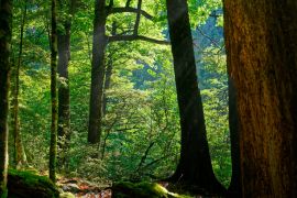 Lais Puzzle - Morgensonne, die durch die Buchen im Nelson Lakes National Park, Neuseeland, scheint - 2.000 Teile