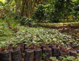 Lais Puzzle - Kleine Kaffeepflanzen, Baumschule aus Nicaragua - 40, 100, 200, 500, 1.000 & 2.000 Teile