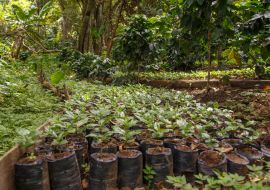 Lais Puzzle - Kleine Kaffeepflanzen, Baumschule aus Nicaragua - 1.000 Teile