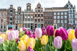 Lais Puzzle - Traditionelle alte Gebäude in Amsterdam mit bunten Tulpen - 2.000 Teile