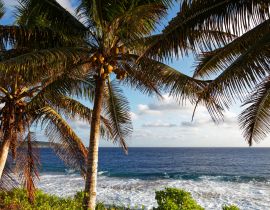 Lais Puzzle - Kokosnusspalmen auf der tropischen Insel Niue im Südpazifik - 40, 100, 200, 500, 1.000 & 2.000 Teile