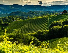 Lais Puzzle - Österreich, Südsteiermark Weinberge Reiseziel. Touristischer Ort für Wein - 40, 100, 200, 500, 1.000 & 2.000 Teile