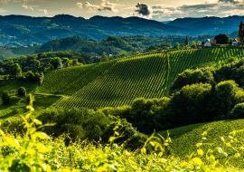 Lais Puzzle - Österreich, Südsteiermark Weinberge Reiseziel. Touristischer Ort für Wein - 1.000 Teile