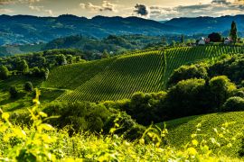 Lais Puzzle - Österreich, Südsteiermark Weinberge Reiseziel. Touristischer Ort für Wein - 2.000 Teile