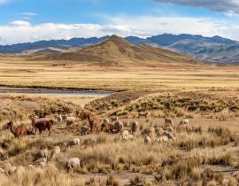 Lais Puzzle - Das Altiplano - Peru - Südamerika - 40, 100, 200, 500, 1.000 & 2.000 Teile