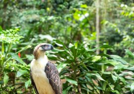 Lais Puzzle - Ansicht und Landschaft der Region Mindanao, Philippinen, Gebiet Lanuza und Cortez - 1.000 Teile