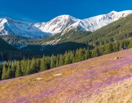 Lais Puzzle - Tatra-Gebirge, Polen, Krokusse im Chocholowska-Tal - 40, 100, 200, 500, 1.000 & 2.000 Teile