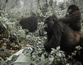 Lais Puzzle - Ein weiblicher Berggorilla mit einem Baby in Ruanda - 40, 100, 200, 500, 1.000 & 2.000 Teile