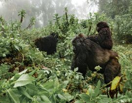 Lais Puzzle - Ein weiblicher Berggorilla mit einem Baby in Ruanda - 40, 100, 200, 500, 1.000 & 2.000 Teile