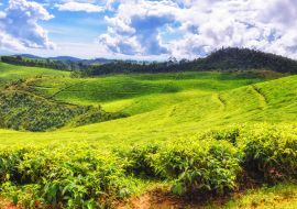 Lais Puzzle - Schöne Teefelder in Ruanda - 1.000 Teile