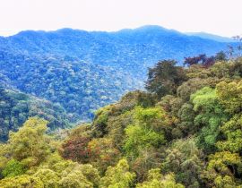 Lais Puzzle - Tropischer Regenwald im Nyungwe-Nationalpark, Ruanda - 40, 100, 200, 500, 1.000 & 2.000 Teile