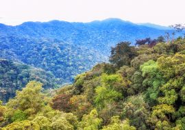 Lais Puzzle - Tropischer Regenwald im Nyungwe-Nationalpark, Ruanda - 1.000 Teile