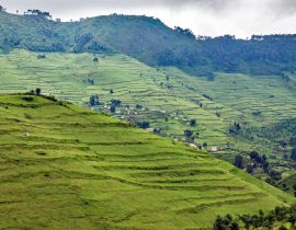 Lais Puzzle - Abgeholzte Hügel für Viehweiden im ehemaligen Gishwati-Waldgebiet im Nordwesten Ruandas (Bezirk Nyabihu) - 40, 100, 200, 500, 1.000 & 2.000 Teile