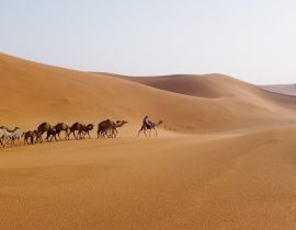 Lais Puzzle - Ein Mann führt eine Kamelkarawane in der Wüste von Riyadh, Saudi-Arabien - 40, 100, 200, 500, 1.000 & 2.000 Teile