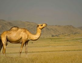 Lais Puzzle - Ein schönes Kamel aus Jeddah, Saudi-Arabien - 40, 100, 200, 500, 1.000 & 2.000 Teile