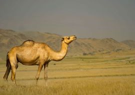 Lais Puzzle - Ein schönes Kamel aus Jeddah, Saudi-Arabien - 1.000 Teile