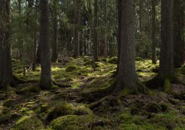 Lais Puzzle - Baum-Wald-Landschaft. Waldtherapie und Stressabbau. Farnebofjarden-Nationalpark in Schweden - 1.000 Teile