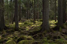 Lais Puzzle - Baum-Wald-Landschaft. Waldtherapie und Stressabbau. Farnebofjarden-Nationalpark in Schweden - 2.000 Teile
