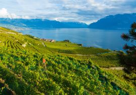 Lais Puzzle - Lavaux, Schweiz: Genfersee und Schweizer Alpenlandschaft von den Weinbergterrassen des Lavaux im Kanton Waadt aus gesehen - 1.000 Teile