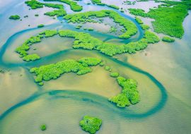 Lais Puzzle - Senegal Mangroven. Luftaufnahme des Mangrovenwaldes im Saloum-Delta-Nationalpark, Joal Fadiout, Senegal - 1.000 Teile