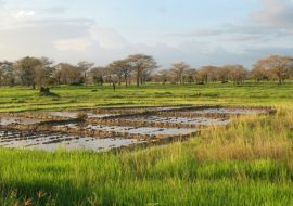 Lais Puzzle - Eine Landschaft in der Nähe von Diouloulou mit Reisanbau in der Region Casamance, Senegal - 1.000 Teile