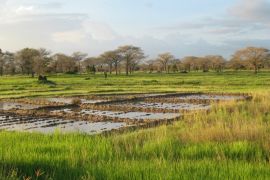 Lais Puzzle - Eine Landschaft in der Nähe von Diouloulou mit Reisanbau in der Region Casamance, Senegal - 2.000 Teile