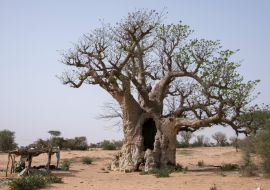 Lais Puzzle - Affenbrotbaum im Inneren des Senegal - 1.000 Teile