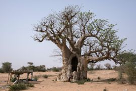Lais Puzzle - Affenbrotbaum im Inneren des Senegal - 2.000 Teile