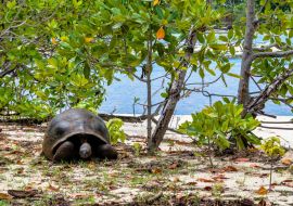 Lais Puzzle - Aldabra-Riesenschildkröte, Curieuse Marine National Park, Curieuse, Seychellen - 1.000 Teile