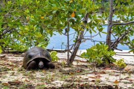 Lais Puzzle - Aldabra-Riesenschildkröte, Curieuse Marine National Park, Curieuse, Seychellen - 2.000 Teile