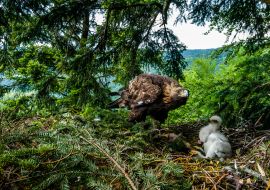 Lais Puzzle - Raubvogel Steinadlerweibchen kümmert sich um ein zwei Wochen altes Küken auf dem Nest im dichten Kiefernwald, Nordslowakei - 1.000 Teile