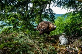 Lais Puzzle - Raubvogel Steinadlerweibchen kümmert sich um ein zwei Wochen altes Küken auf dem Nest im dichten Kiefernwald, Nordslowakei - 2.000 Teile