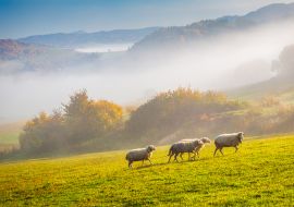 Lais Puzzle - Eine Herde grasender Schafe auf einer Wiese im Vordergrund einer nebligen Landschaft am Herbstmorgen, Slowakei, Europa - 1.000 Teile