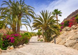 Lais Puzzle - Tropische Fauna auf der Insel Gran Canaria - 1.000 Teile