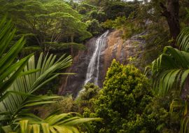 Lais Puzzle - Ein wunderschöner Ort im Paradies. Grüne Bäume und Pflanzen in der Berglandschaft von Sri Lanka - 1.000 Teile