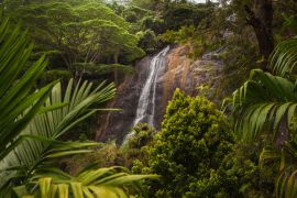 Lais Puzzle - Ein wunderschöner Ort im Paradies. Grüne Bäume und Pflanzen in der Berglandschaft von Sri Lanka - 2.000 Teile