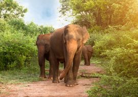 Lais Puzzle - Große asiatische Elefanten im Udawalawe-Nationalpark, Sri Lanka - 1.000 Teile