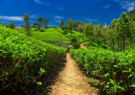 Lais Puzzle - Teeplantagen und Fabrik in Sri Lanka - 1.000 Teile