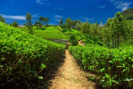 Lais Puzzle - Teeplantagen und Fabrik in Sri Lanka - 2.000 Teile