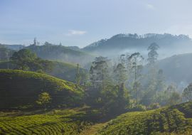 Lais Puzzle - Schöne grüne Teeplantage in Sri Lanka - 1.000 Teile
