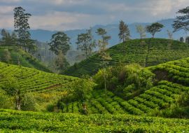 Lais Puzzle - Teeplantagen in Sri Lanka - 1.000 Teile