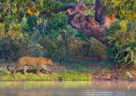 Lais Puzzle - Asiatischer Leopard, auf Lateinisch Panthera pardus kotiya, in Yala, Sri Lanka - 1.000 Teile