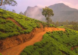 Lais Puzzle - Landschaftliche Ansicht des srilankischen Hügellandes und der terrassierten Teeplantage im Dorf Nuwara Eliya, Sri Lanka, mit einem dramatischen, farbenfrohen Sonnenuntergang oder Sonnenaufgang am Himmel - 1.000 Teile