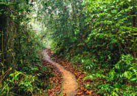 Lais Puzzle - Sri Lanka Regenwald. Pfad im Dschungel. Sinharaja-Waldreservat, Sri Lanka - 1.000 Teile