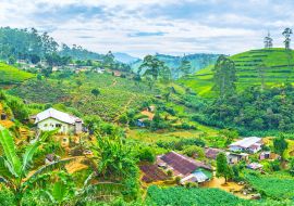 Lais Puzzle - Das Farmland in den srilankischen Bergen in Pusselawa - 1.000 Teile