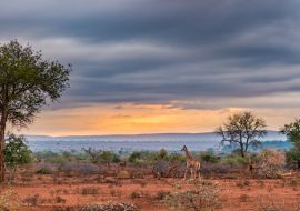 Lais Puzzle - Goldener Sonnenaufgang im afrikanischen Busch. Giraffe beim Spaziergang in wunderschöner Landschaft und dramatisch buntem Himmel. Krüger-Nationalpark, berühmtes Reiseziel in Südafrika - 1.000 Teile